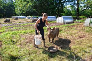 Emma Yates of Short Creek Farm on Winding Hill Road in Northwood feeds a sow on Tuesday, August 24, 2021. GEOFF FORESTER—Monitor staff