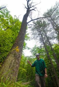 Gabriel Kellman points to the evidence of Emerald Ash Borer in a dead tree in Sutton on Wednesday, August 11, 2021. GEOFF FORESTER—