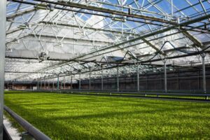 A 2017 photo of salad greens growing inside Left Farms greenhouse in Loudon, NH