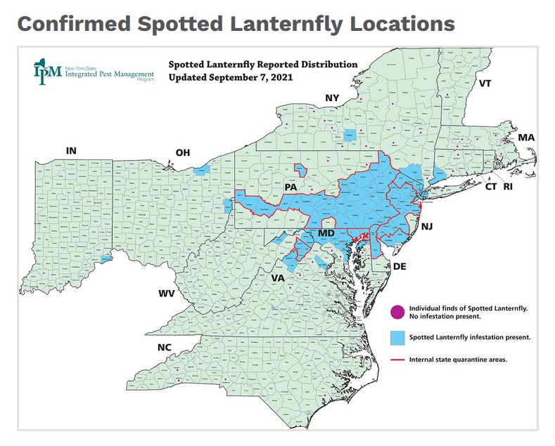lanterfly-map-