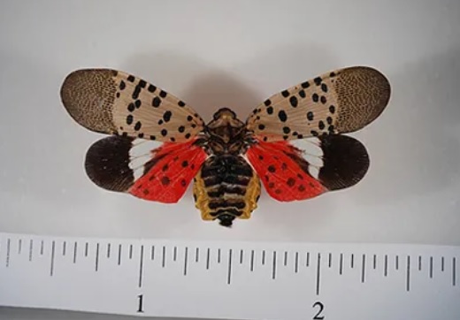 spotted lanternfly w ruler