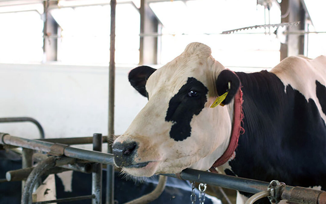 Seaweed for dairy cows can reduce emissions – but which seaweed?
