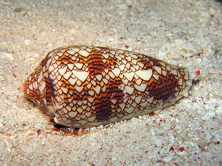 UNH research: Treating diabetes with snail venom. (Snails have venom?)