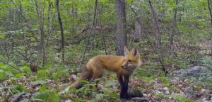 Fox caught on game camera.