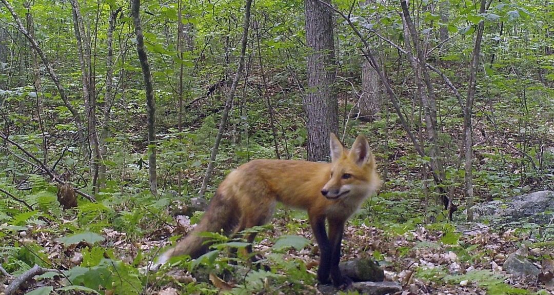 fox game camera unh