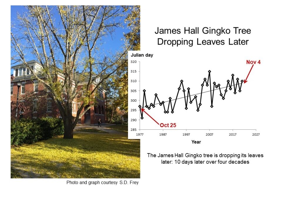 UNH ginkgo tree, N=1 climate research