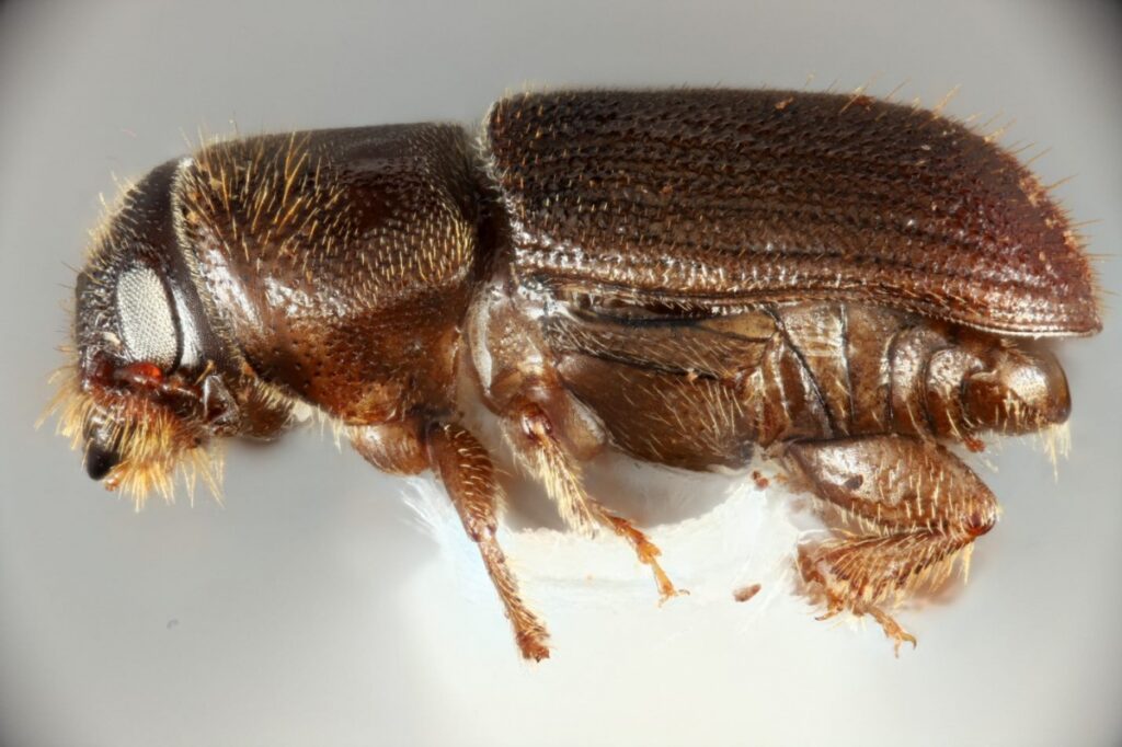 Close up image of one of the southern pine beetles found in Maine and New Hampshire by researchers at the University of New Hampshire.
Photo Credit: Caroline Kanaskie / UNH Collections
