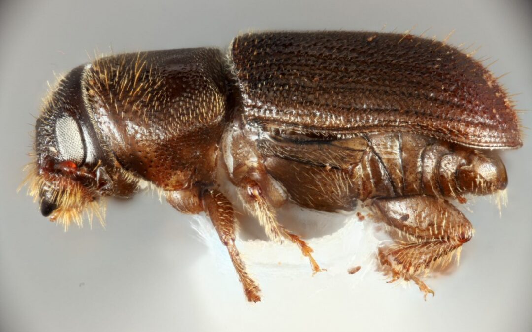 southern_pine_beetle_unh_collections-1