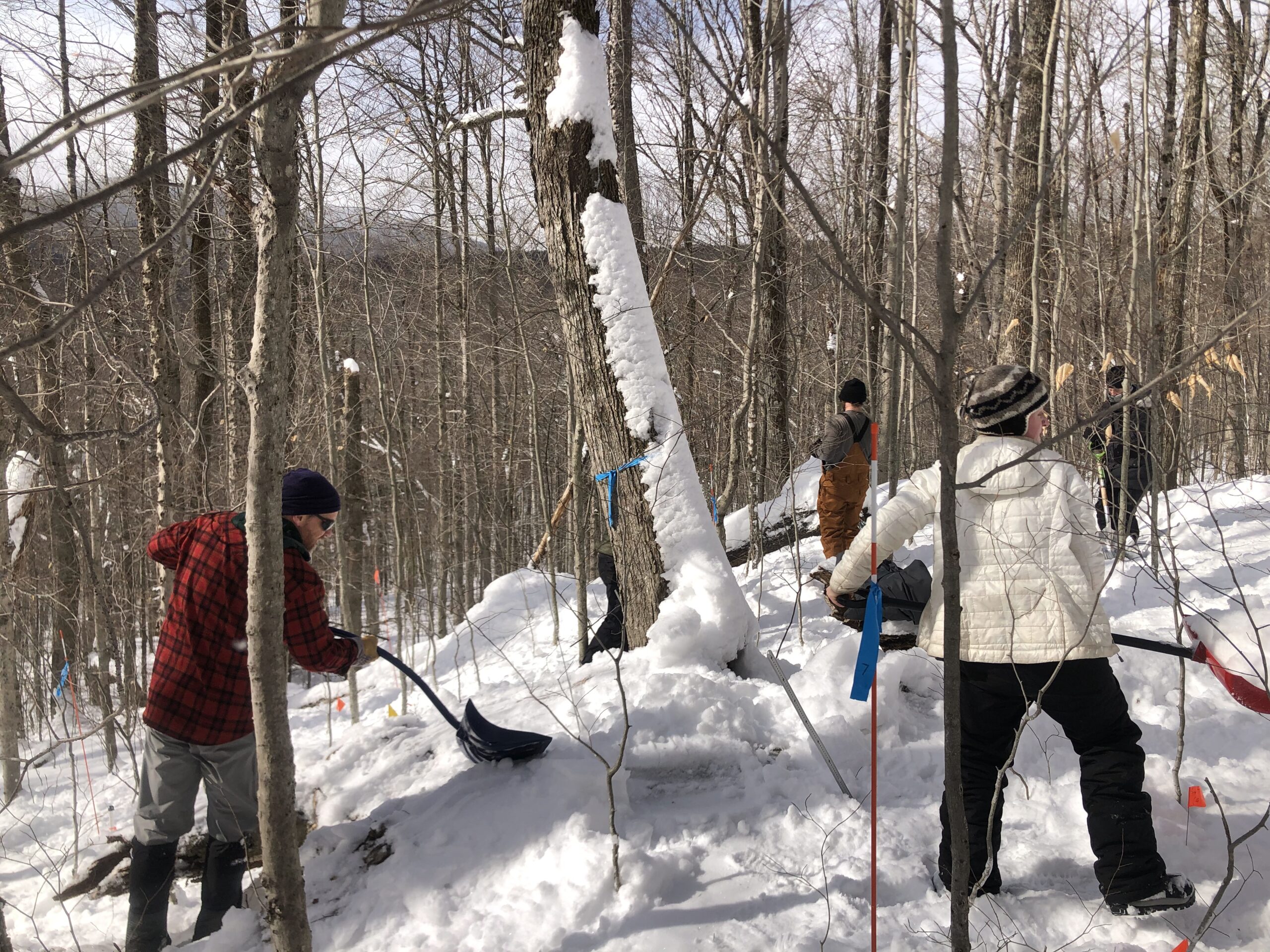 While you were shoveling the driveway they were shoveling in the woods – for science!