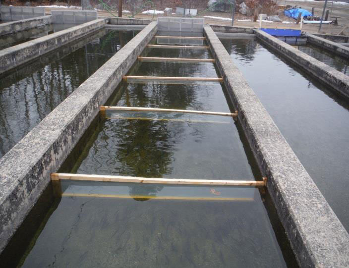 N.H. boosts its fish hatcheries, to the annoyance of some