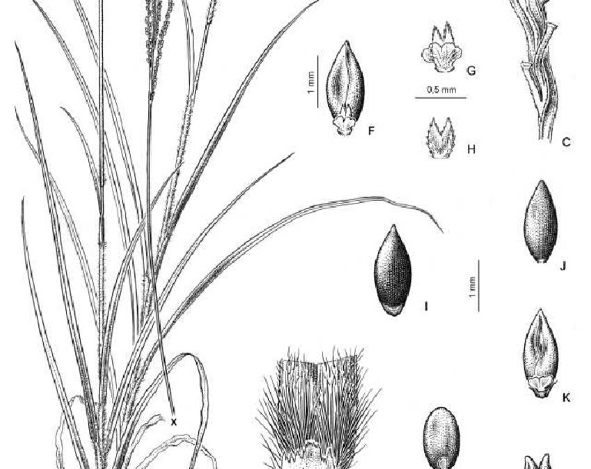 slender crabgrass extinct