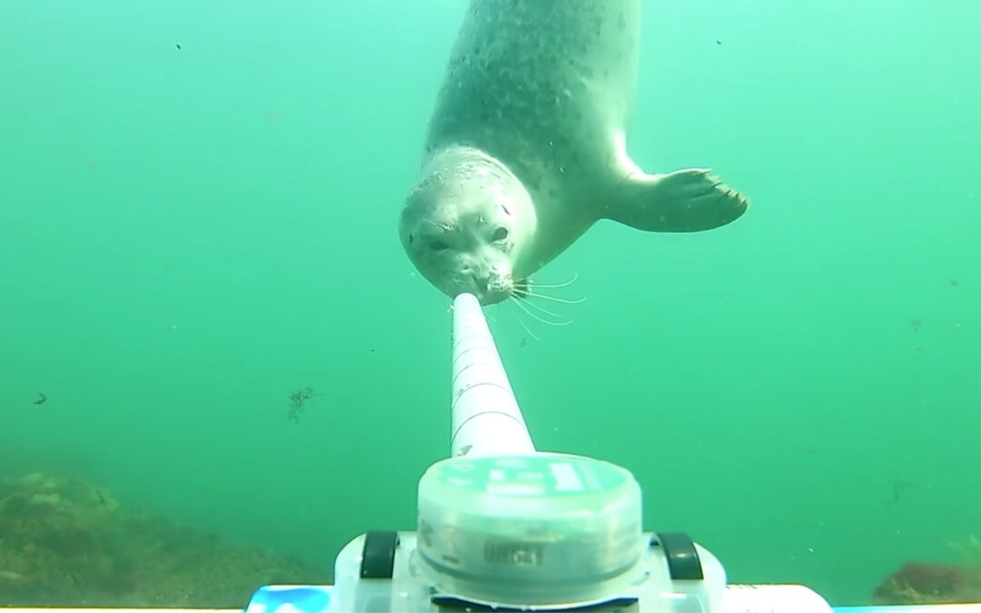 Game cameras go underwater and get even more than that wicked cute UNH seal video
