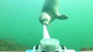 Seal investigates UNH underwater camera. Melanie Carolan Vassar College