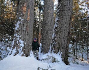 Kevin Martin amid some very large pine trees, but not official champion, in Waterville Valley. Kevin Martin—Courtesy