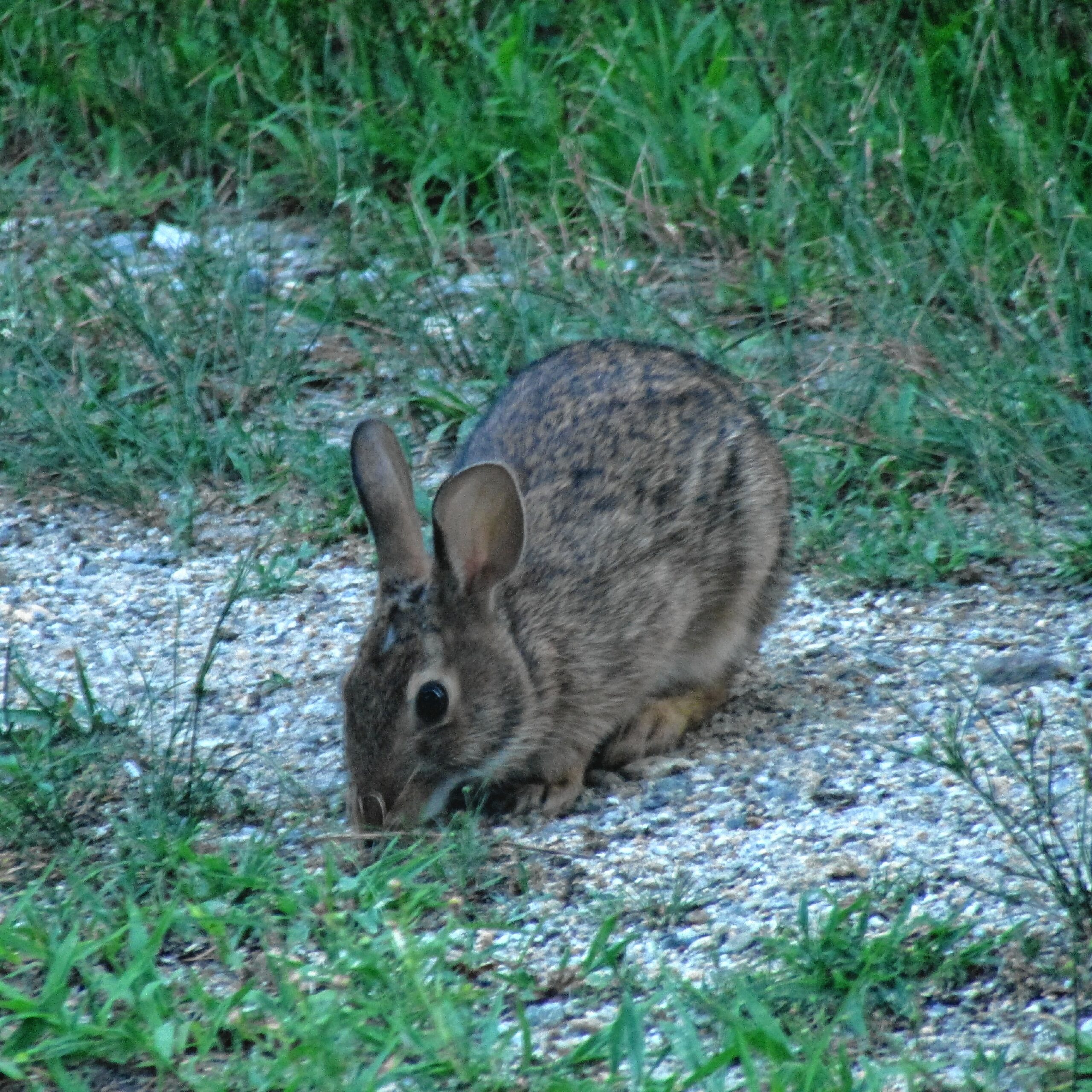 Saving a bunny rabbit species as the climate changes