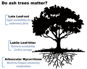 Some unique features of ash trees influence the understory flora and the soil ecosystem. Schematic by Elizabeth Studer. Elizabeth Studer, Dartmouth College—