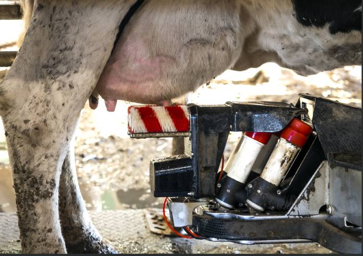 In some N.H. dairy farms, robots do the milking