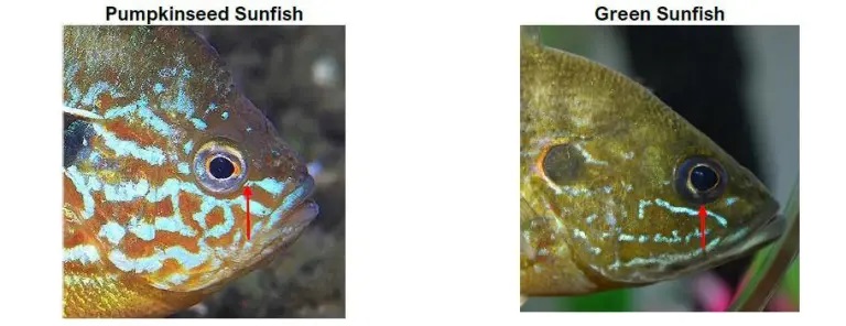 green sunfish ID pic