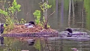 Vermont's first-ever "Loon Cam" has been installed on Lake Fairlee to follow a nesting pair through the season. (Courtesy photograph) Courtesy