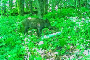 A male feral swine captured by a game camera in Vermont's White River Valley. It was later shot. It is suspected to have escaped from Corbin Park, a private game preserve in New Hampshire's Sullivan County. (USDA photograph)