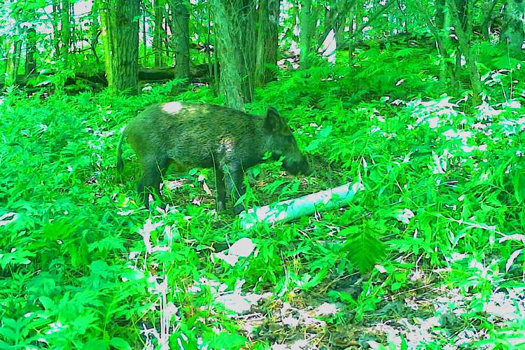 Feral boar in Vermont probably escaped from NH hunting park (what a surprise)