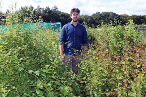 UNH master’s student Noah Abasciano stands in a plot of mature and maturing Tartary buckwheat plants being grown at the UNH Woodman Horticultural Research Farm in Durham. Abasciano, along with associate professor and plant breeder Iago Hale, are developing a breeding and growing program at UNH for Tartary buckwheat, an underutilized and lesser-known relative of common buckwheat. (UNH photo)