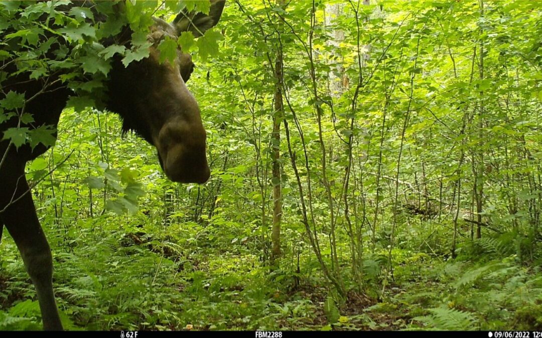 UNH uses moose influencers as a research tool (well – sort of)