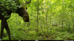 Caption: A female cow moose looks into the camera near Pittsburg, NH. Photo Credit: Remington Moll/UNH