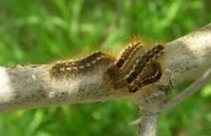 Browntail moth caterpillar