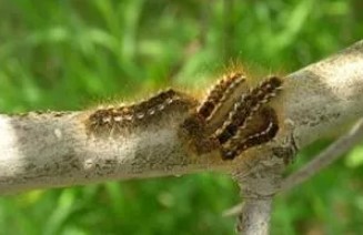 Don’t touch this caterpillar (which has just entered NH)