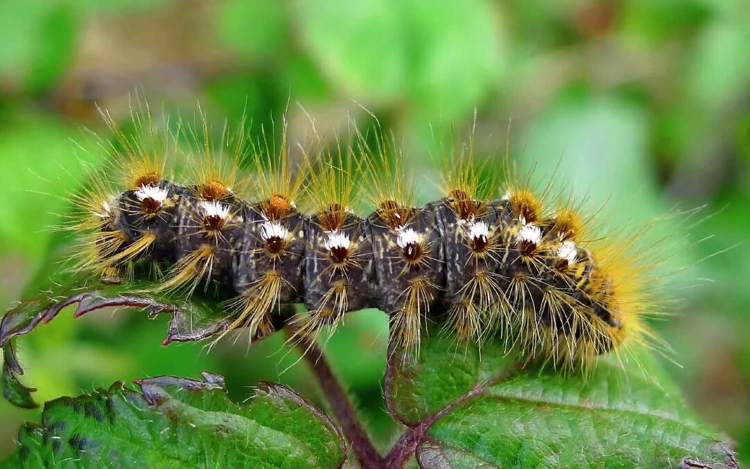 We drove away the browntail moth once, why can’t we do it again?