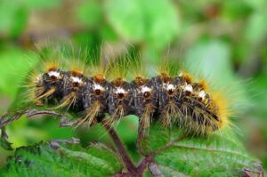 browntail moth caterpillar