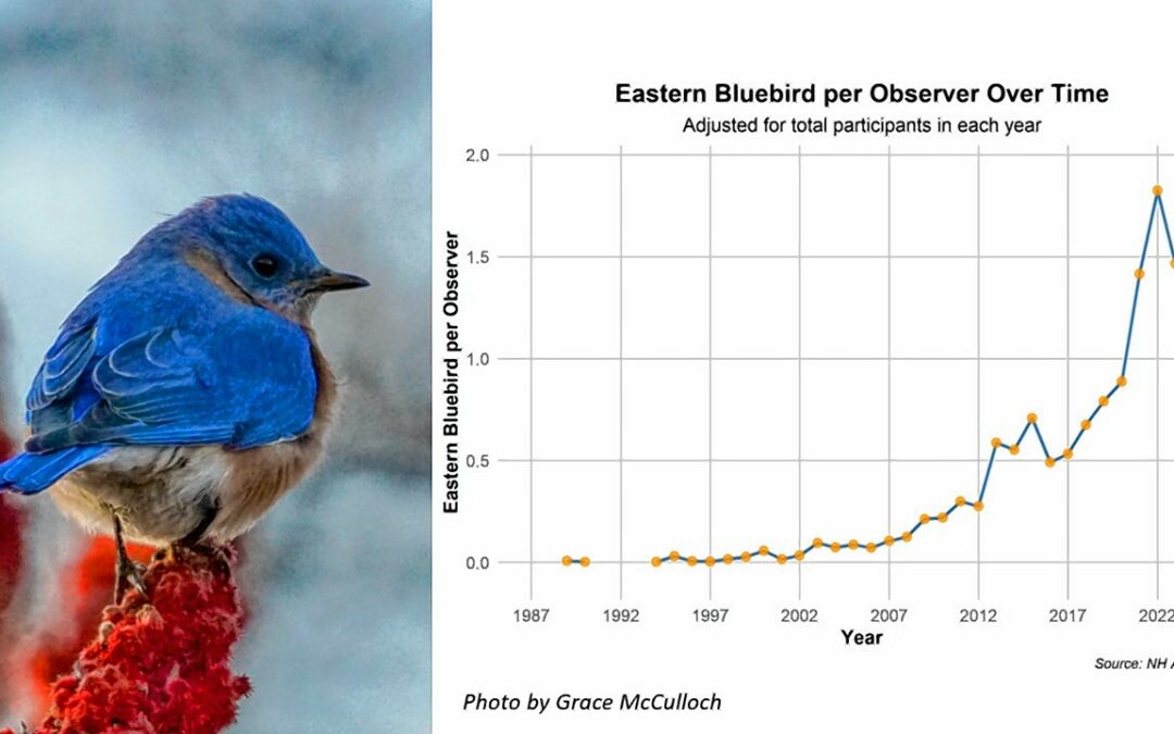 Time for NH Backyard Bird Survey – the citizen-science project for the lazybones