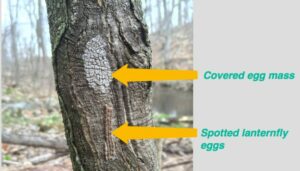Spotted lanternfly egg masses on a tree