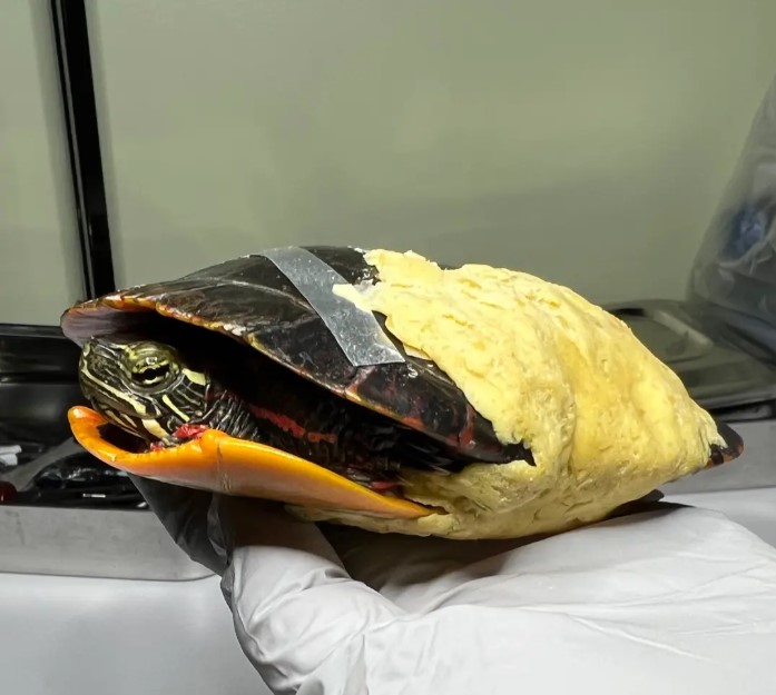 You’re tough but are you as tough as a turtle? (Answer: no)