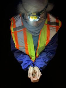 A volunteer holds a tree frog that was crossing a busy road, April 2025.