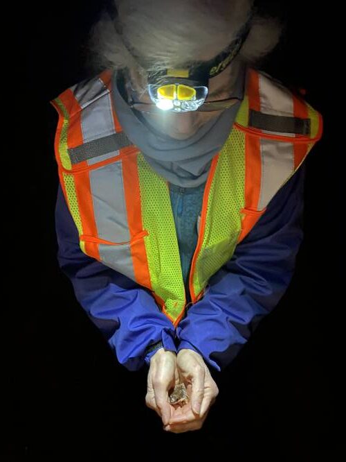Why did 11,650 amphibians cross the road? To get to the other side safely!
