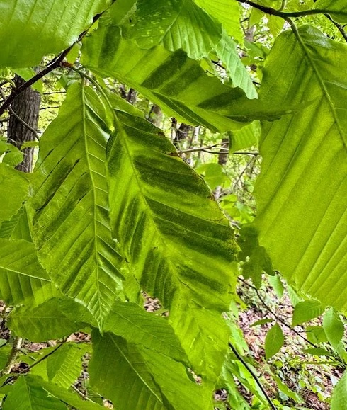 First the bark, now the leaves: Beech trees are taking it hard