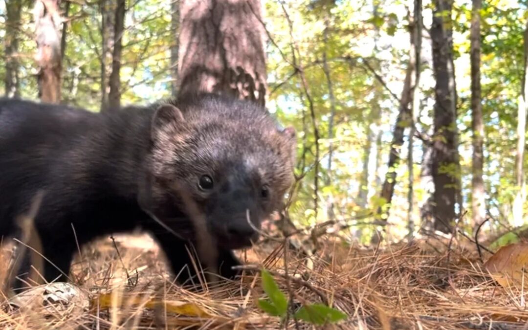That long-distance jaunt by a fisher was brought to you by technology
