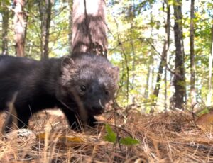 The juvenile female fisher, F003, before setting off on her 118 kilometer journey. Credit: (UNH / Courtesy)
